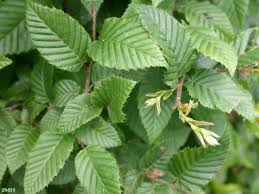 Attēlu rezultāti vaicājumam “Carpinus betulus leaf”