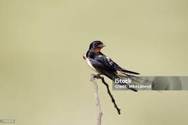 Attēlu rezultāti vaicājumam “Hirundo rustica adult”