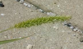 Attēlu rezultāti vaicājumam “Setaria viridis fruit”