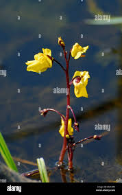 Attēlu rezultāti vaicājumam “Utricularia intermedia bud”