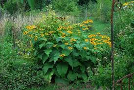 Image result for Telekia speciosa