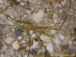 Attēlu rezultāti vaicājumam “Potamogeton trichoides”