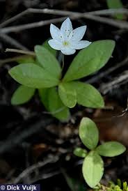 Attēlu rezultāti vaicājumam “Trientalis europaea leaf”