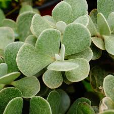 Attēlu rezultāti vaicājumam “Senecio”