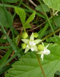 Attēlu rezultāti vaicājumam “Rubus saxatilis flower”
