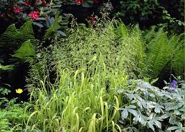 Attēlu rezultāti vaicājumam “Milium effusum flower”