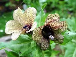 Image result for bilsenkraut