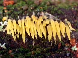 Attēlu rezultāti vaicājumam “Mucronella”