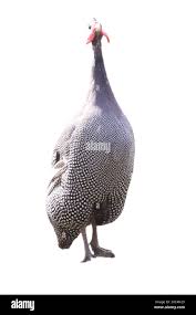 Attēlu rezultāti vaicājumam “Galliformes”