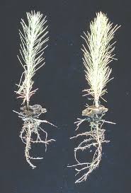 Attēlu rezultāti vaicājumam “Thelephora terrestris”