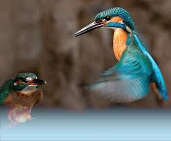 Attēlu rezultāti vaicājumam “Alcedo atthis nest”