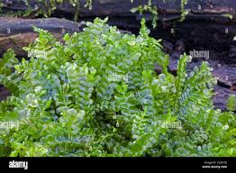 Attēlu rezultāti vaicājumam “Chiloscyphus”