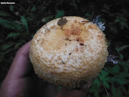 Attēlu rezultāti vaicājumam “Lactarius repraesentaneus”