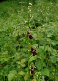 Attēlu rezultāti vaicājumam “Ophrys insectifera leaf”