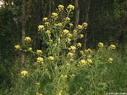 Attēlu rezultāti vaicājumam “Sisymbrium loeselii flower”