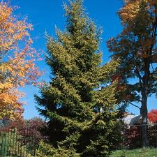 Attēlu rezultāti vaicājumam “Picea orientalis”