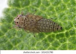 Attēlu rezultāti vaicājumam “Macrosteles sp. nymph”