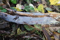 Attēlu rezultāti vaicājumam “Basidiodendron”