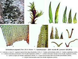 Attēlu rezultāti vaicājumam “Schistidium dupretii”