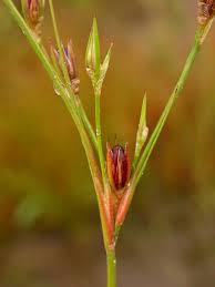 Attēlu rezultāti vaicājumam “Juncus bufonius bud”