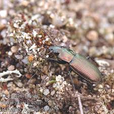 Attēlu rezultāti vaicājumam “Poecilus cupreus”