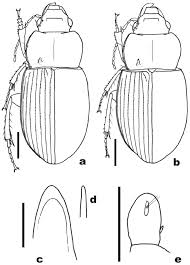 Attēlu rezultāti vaicājumam “Amara sp.”