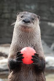 Image result for Worthing Otters