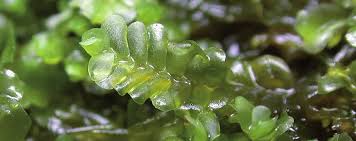 Attēlu rezultāti vaicājumam “Chiloscyphus pallescens”