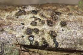 Attēlu rezultāti vaicājumam “Hyalorbilia inflatula”