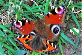 Attēlu rezultāti vaicājumam “Inachis io upperside”