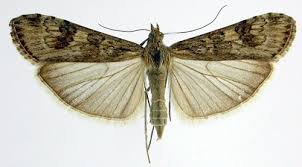 Attēlu rezultāti vaicājumam “Nomophila noctuella”