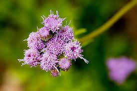 Attēlu rezultāti vaicājumam “Enteridium corticatum”