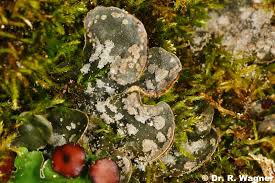 Attēlu rezultāti vaicājumam “Peltigera extenuata”