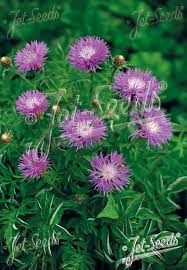 Attēlu rezultāti vaicājumam “Centaurea”