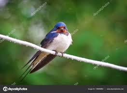 Attēlu rezultāti vaicājumam “Hirundo rustica adult”