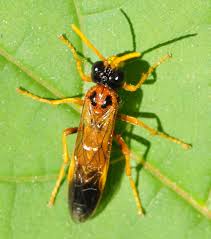 Attēlu rezultāti vaicājumam “Tenthredo campestris”