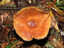 Attēlu rezultāti vaicājumam “Armillaria sp.”