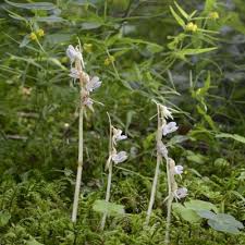 Attēlu rezultāti vaicājumam “Epipogium aphyllum”