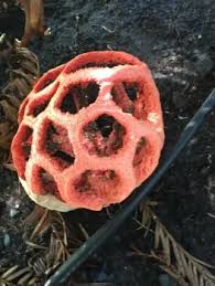 Attēlu rezultāti vaicājumam “Clathrus ruber”