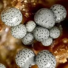 Attēlu rezultāti vaicājumam “Cribraria argillacea macro”