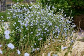 Image result for Cichorium intybus