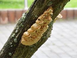 Attēlu rezultāti vaicājumam “Antrodia malicola”