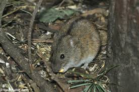 Attēlu rezultāti vaicājumam “Apodemus agrarius”