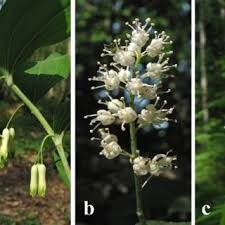 Attēlu rezultāti vaicājumam “Maianthemum bifolium bud”
