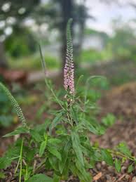 Attēlu rezultāti vaicājumam “Veronica longifolia fruit”