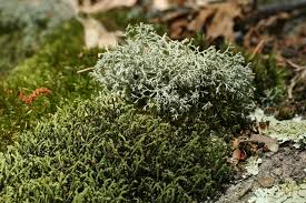 Attēlu rezultāti vaicājumam “Hedwigia ciliata sporophyte”