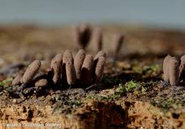 Attēlu rezultāti vaicājumam “Stemonitopsis amoena spores”