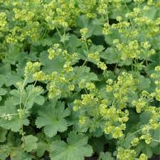 Image result for Frauenmantel