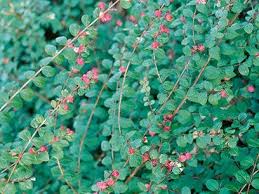 Attēlu rezultāti vaicājumam “Symphoricarpos x chenaultii”