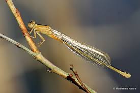 Attēlu rezultāti vaicājumam “Scardia boletella exuvia”